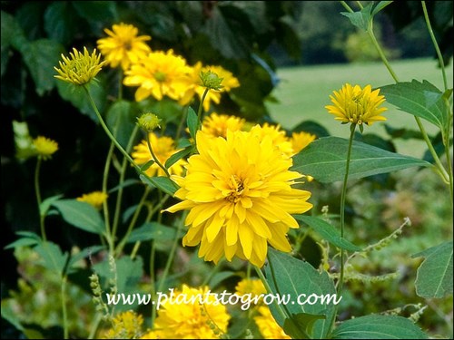 A double flowering Rudbeckia.